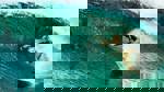 The Shallows