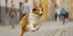 Lassie
